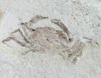 Fossil Pea Crab (Pinnixa) From California - Miocene #63730-1